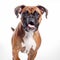 Boxer with a playful expression