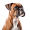 Boxer with a playful expression