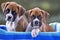 Boxer puppies