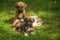 Boxer puppies on the grass