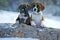 Boxer puppies in snow