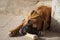 Boxer puppy chewing a dog food bone