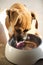 Boxer puppy licking bowl clean