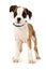 Boxer puppy stood on a white background