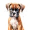 Boxer puppy. Stylized watercolour digital illustration of a cute dog with big eyes