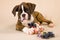 Boxer puppy with toy rope