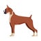 Boxer Purebred Dog, Pet Animal, Side View Vector Illustration