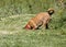 Boxer/Rhodesian ridgeback mixed breed dog
