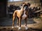 The Boxer\\\'s Stance in a Rustic Setting