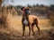 The Boxer\\\'s Stance in a Rustic Setting