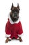 Boxer in Santa coat, 9 years old