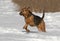 A Boxer Shepherd mixed breed dog running in snow