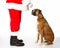 Boxer Talking to Santa