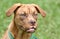 Boxer Vizsla Hound mix dog outside on leash