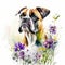 Boxer watercolor clipart on white background