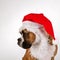 Boxer wearing santa hat