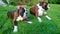 Boxers on the grass, boksery