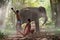 Boxers practicing boxing in the jungle with elephants