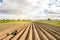 Boxes with cabbage seedlings in the field. Planting organic vegetables on a farm. Eco-friendly products. Agriculture and farming.