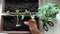 Boxes with cuttings of pelargonium. Plant propagation by cuttings. Curious cat.