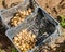 A boxes of freshly picked potatoes in a field. Harvesting, harvest. Organic vegetables. Agriculture and farming. Gardening.