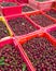 Boxes full of fresh cherries ready for processing