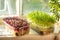 Boxes with microgreen sprouts of cress salad and amaranth on white windowsill