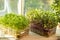 Boxes with microgreen sprouts of cress salad and kohlrabi cabbage on white windowsill