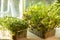 Boxes with microgreen sprouts of mustard and mizuna cabbage on white windowsill