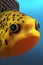 Boxfish Animal. AI Generated.
