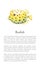 Boxfish Animal Poster Set Vector Illustration