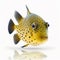 boxfish isolated on white close-up, funny odd unusual shaped
