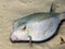 Boxfish macro