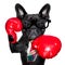 Boxing dog