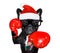Boxing dog on christmas holidays