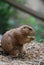 Boxing Prairie Dog with His Paws Raised