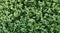 Boxwood background