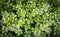 Boxwood background