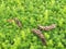 Boxwood on a blurred green background. Nature and botany