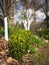 Boxwood boxtree in the nature sky background