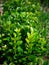 Boxwood boxtree in the nature sky background