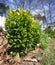 Boxwood boxtree in the nature sky background