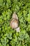 Boxwood bush with a snail