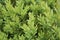 Boxwood (Buxus)