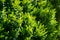 Boxwood Buxus sempervirens or European box with bright shiny young green foliage on blurred green background