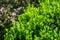 Boxwood Buxus sempervirens or European box with in landscaped garden. Boxwood Buxus sempervirens bushes