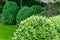 Boxwood Buxus sempervirens or European box in landscaped spring garden. Trimmed boxwood bushes with light green young leaves