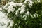 Boxwood evergreen garden plant in winter