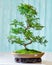 Boxwood ficus bonsai ginseng retusa plant in pot