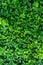 Boxwood green as a background, close-up